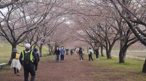にっさい桜ウォーキング写真