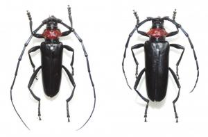 クビアカツヤカミキリの成虫