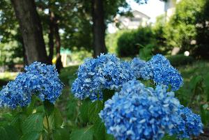 菖蒲沢公園に咲くあじさいの画像