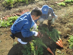 【写真】にんじんほ場確認の様子