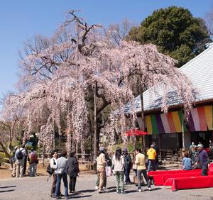 昼間の慈眼寺のシダレザクラ