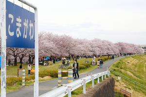 過去の満開時の画像