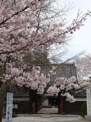 大智寺桜の写真の画像