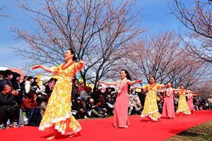 にっさい桜まつりの写真2