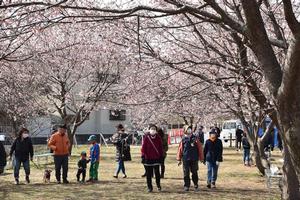 坂戸にっさい桜ウォーキングの写真2