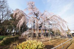 しだれ桜祭りの写真2