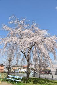 太閤千代しだれの写真