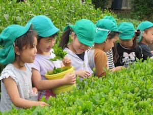 レイモンド保育園茶摘みの写真