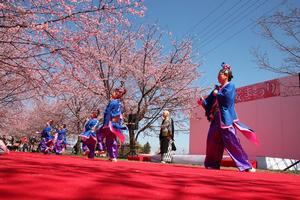 第4回にっさい桜まつりの写真1