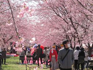 第4回にっさい桜まつりの写真2