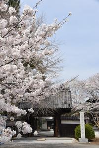 大智寺の桜の写真