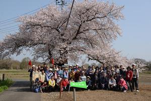 城山桜ウオークの写真