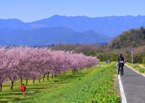 北浅羽の安行寒桜の画像１