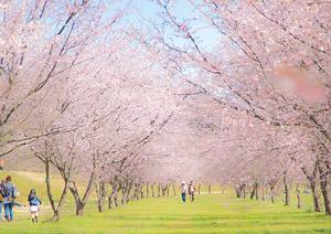 北浅羽の安行寒桜の画像2