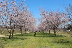 北浅羽桜堤公園1