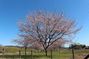 北浅羽桜堤公園2
