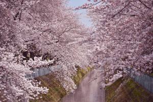 東坂戸団地の桜並木