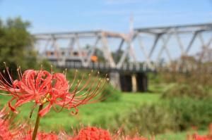 島田橋の彼岸花の写真