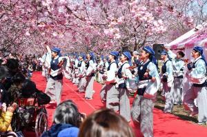 にっさい桜まつりの画像