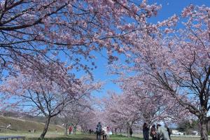 桜堤公園の桜の画像