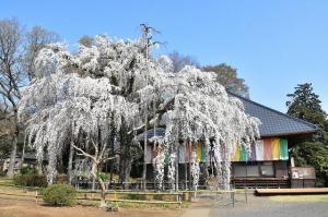 慈眼寺の桜の画像