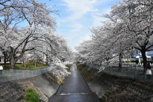 東坂戸の桜の画像
