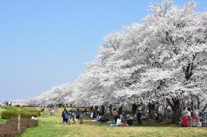 高麗川の桜の画像
