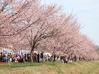 桜まつり3