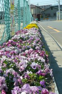 関間悠々会愛の花壇の写真