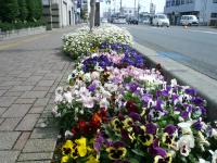 仲町歩道花壇の会