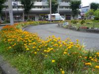 北坂戸駅東口花のロータリー花壇の写真
