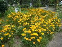 芦山町フレンド花壇の写真