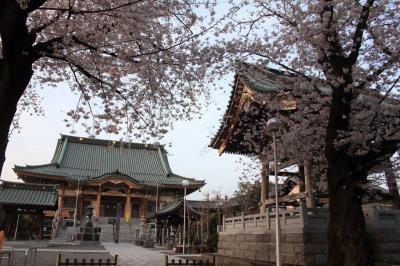 永源寺の桜