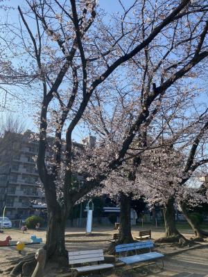 仲町公園の桜