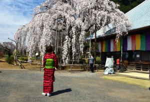 枝垂れ桜 