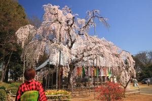 慈眼寺の枝垂れ桜