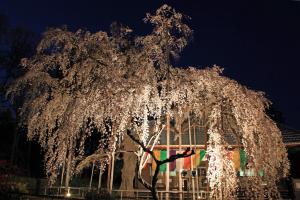 闇に浮き出るしだれ桜