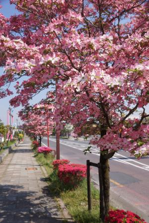 花水木の並木