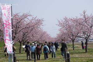 桜満開