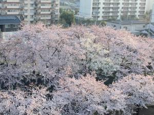 眼下の桜