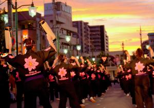 夕陽に桜満開