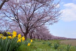 早春に咲き競う