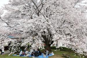 満開の桜でお花見