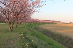 夕映えの桜並木