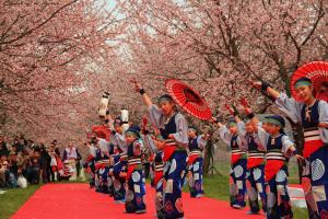 桜の下でよさこい踊り