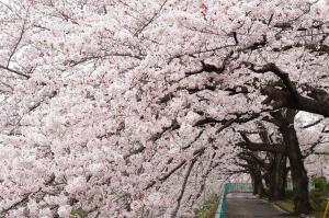 桜のトンネル