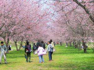 桜の季節 ほのぼのと