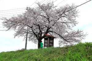 1本桜のお地蔵さん