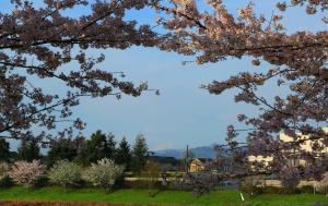 桜の向うに富士山