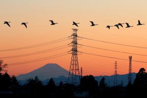 富士山をせに、ねぐらに帰る